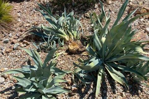 This agave plant is dying from a snout beetle infestation. (Bob Morris)