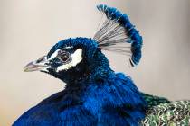 People and peacocks will feel sunshine and warming weather starting Sunday, Feb. 27, 2022, acco ...