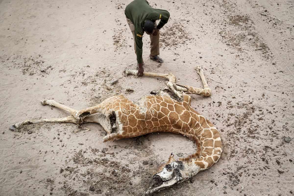 Mohamed Mohamud, a ranger from the Sabuli Wildlife Conservancy, looks at the carcass of a giraf ...