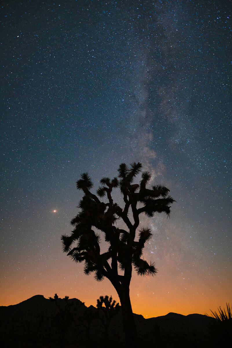 A Joshua tree in the desert at night time with the milky way in the background