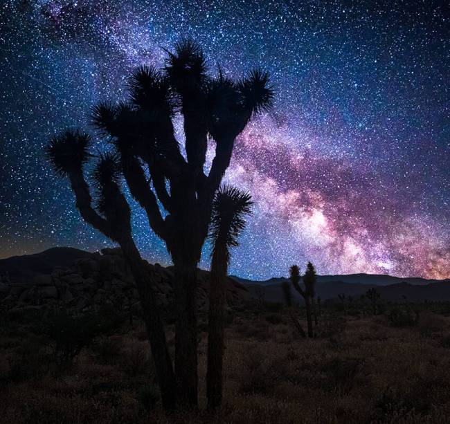 Joshua tree park under a starry night, in Mojave Desert, California. (Getty Images)