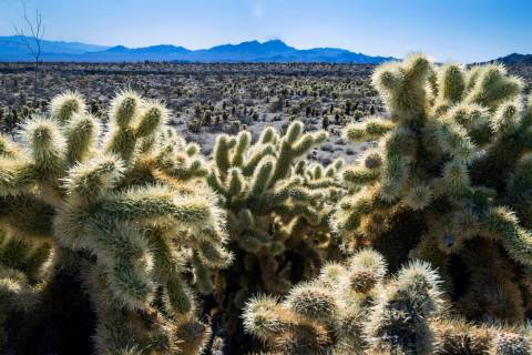 Teddybear Cholla spread across the desert floor within the Avi Kwa Ame proposed National Monume ...