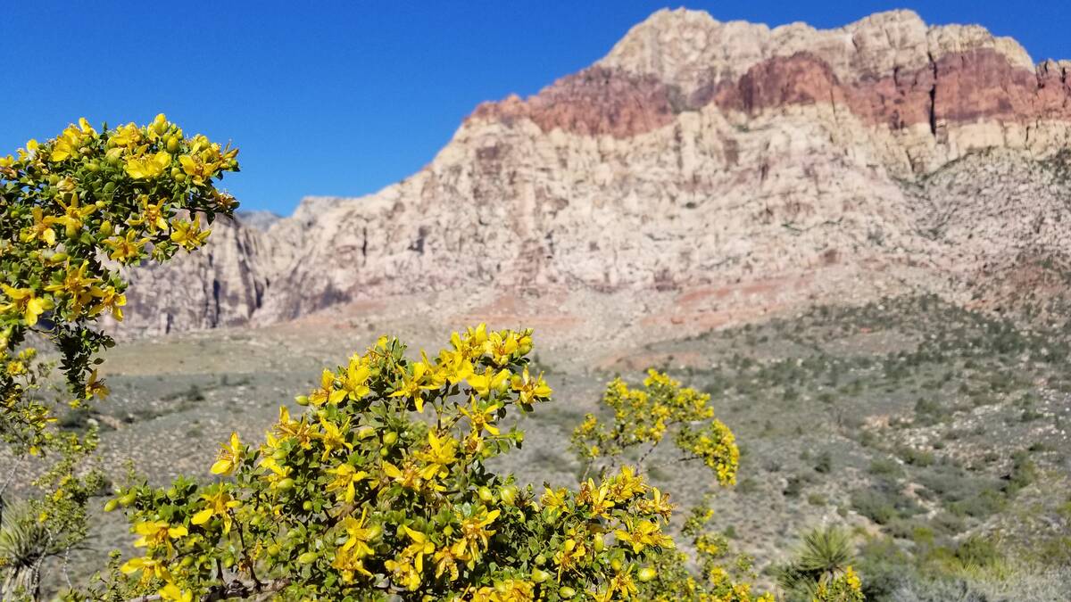 Creosote bushes, with their yellow blossoms, are among the planet's longest living plant specie ...