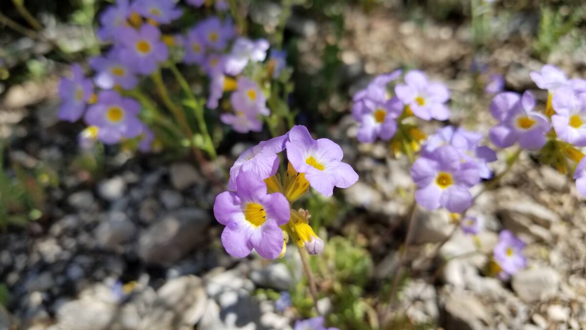 Annuals like these dainty and elegant Fremont's phacelia bloom in the Mojave Desert when adequa ...