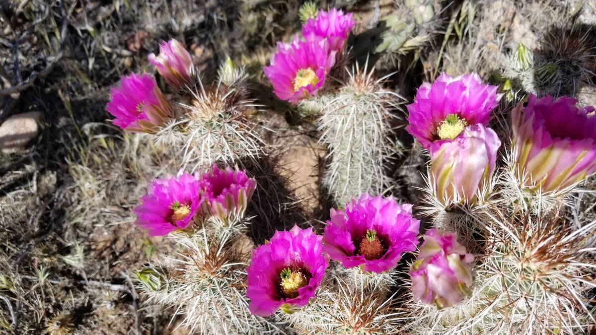 Hedgehog cactus blooming in late April along Red Rock's Pine Creek trail. (Natalie Burt)