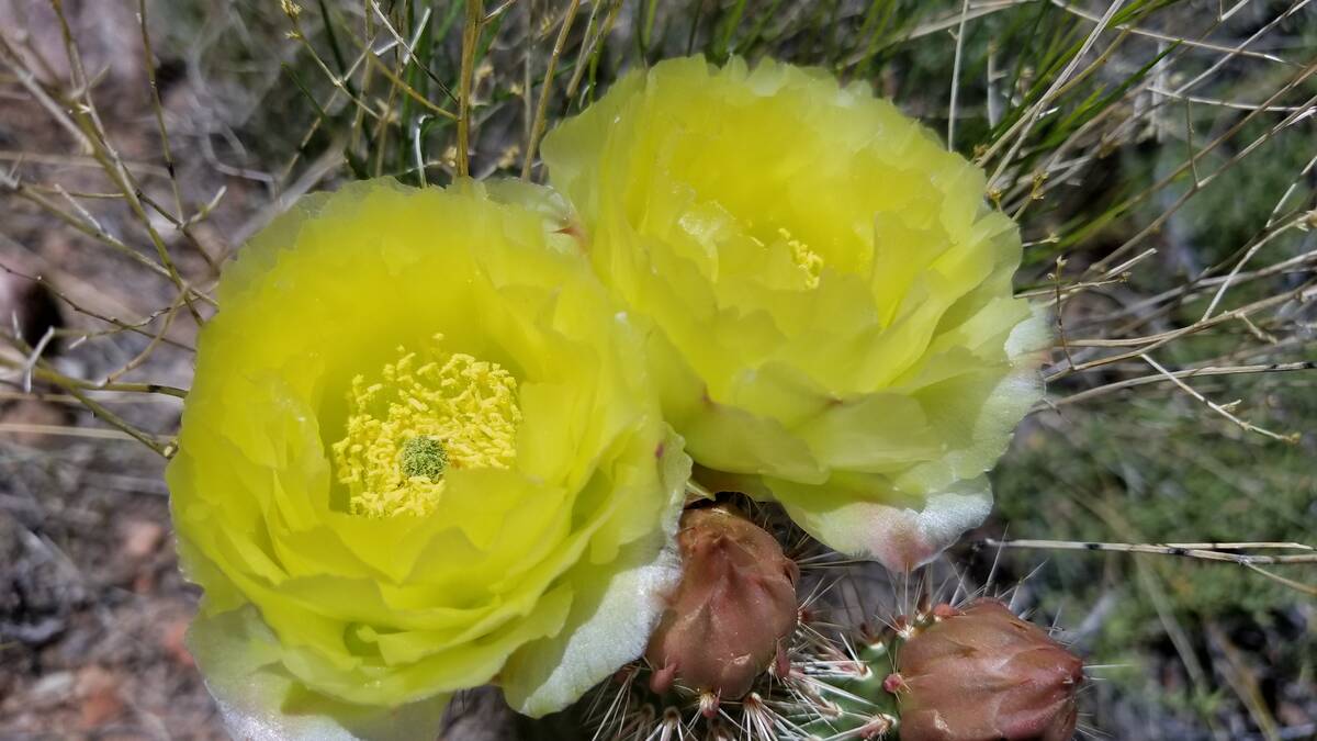 The Mojave prickly pear is an April and May bloomer that's easy to find most years on several t ...