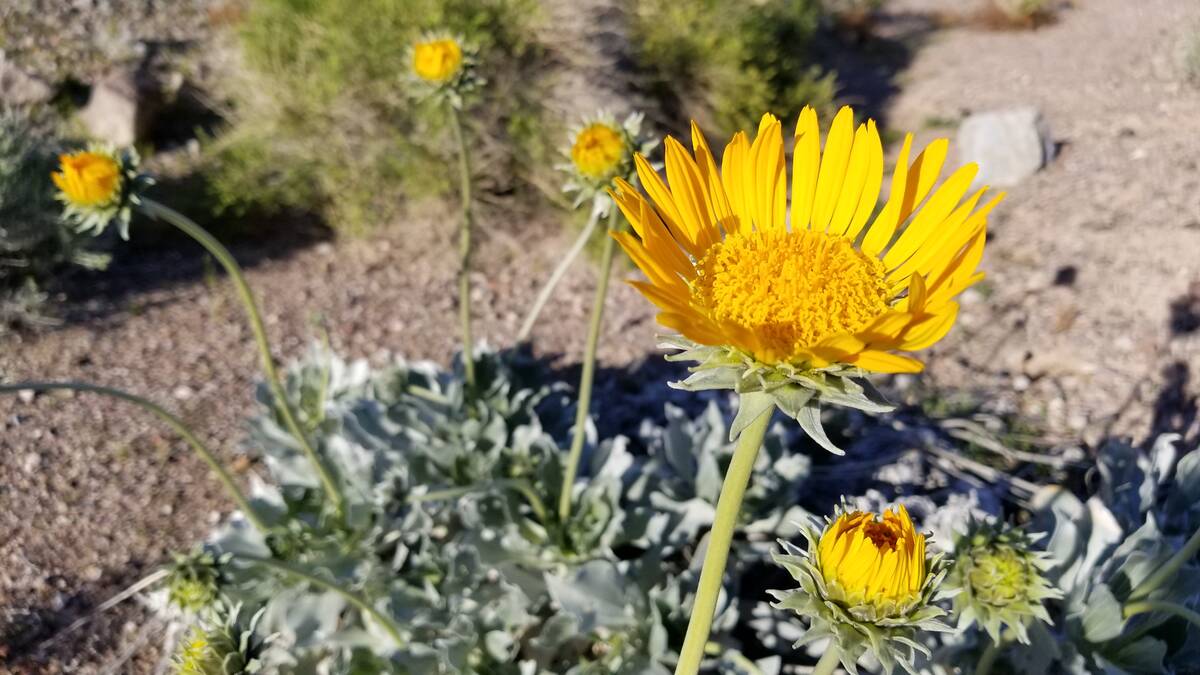 The rare yellow silverleaf sunray is a spring specialty of the Lake Mead area, often standing t ...