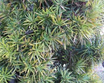 The leaves on this Podocarpus, also known as yew pine, are yellowing. (Bob Morris)
