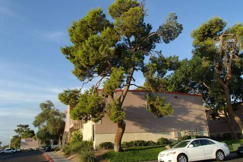 Pine limbs pruned in “rat tail” fashion cause limbs to sag and eventually break due to weig ...