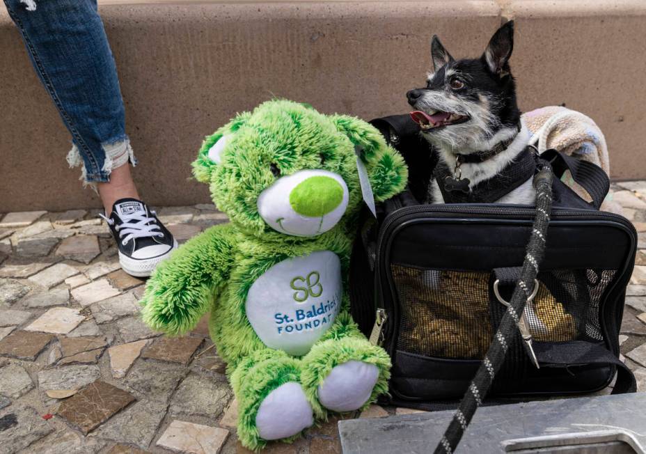 A dog named “Dante” sits next to a St. Baldrick's teddy bear during the annual he ...
