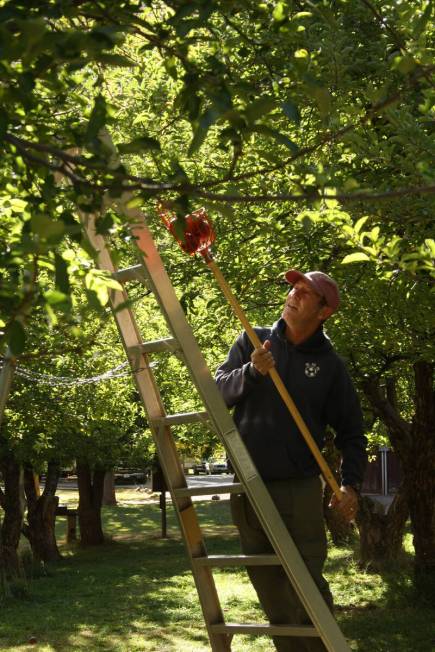 The park provides handheld fruit pickers and ladders for visitors to use while in the orchards. ...