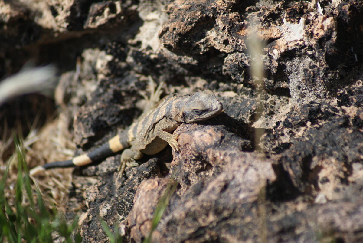 Juvenile chuckwalla in the Fossil Ridge area across state Route 159 from Red Rock's 13-mile dri ...