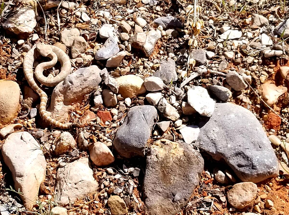 A juvenile rattlesnake in the Calico Hills area of Red Rock Canyon National Conservation Area. ...