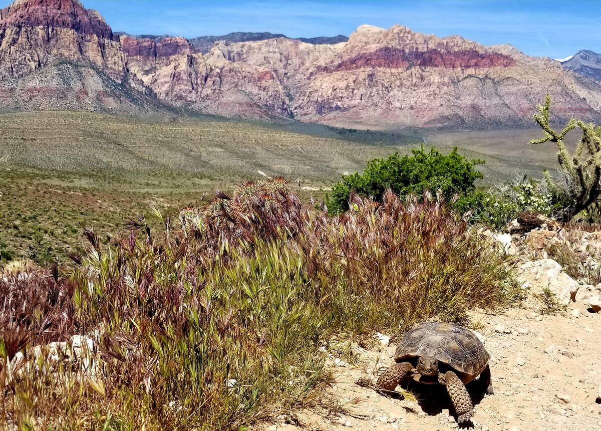 A desert tortoise ambles along a trail in the Fossil Ridge area across state Route 159 from Red ...