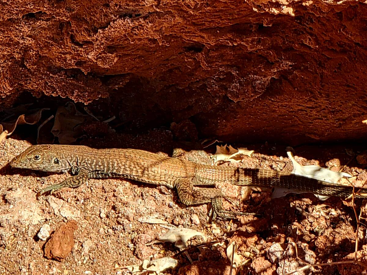A Great Basin whiptail at Lake Mead National Recreation Area. (Natalie Burt)