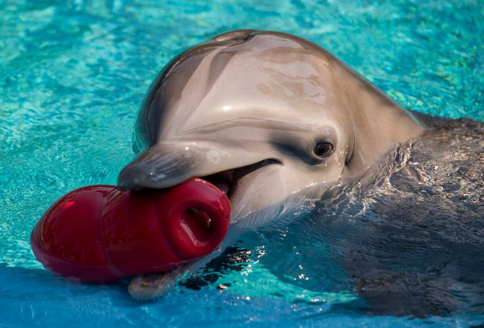 A dolphin plays with a toy within Siegfried & Roy's Secret Garden and Dolphin Habitat on Thursd ...