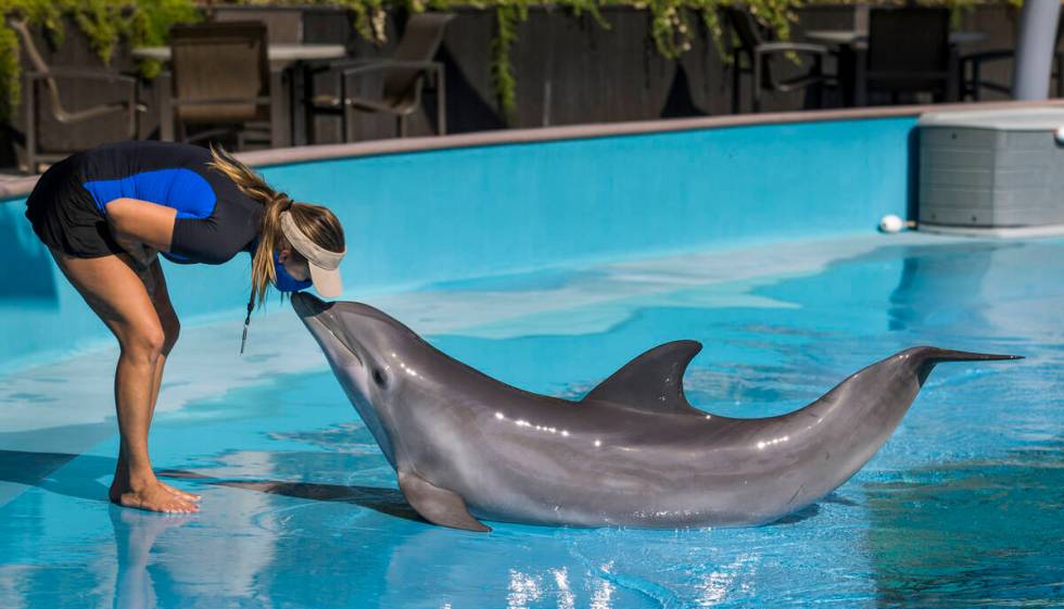 Lead Dolphin Care Specialist Amanda Meyer shares a kiss with a dolphin during training within S ...