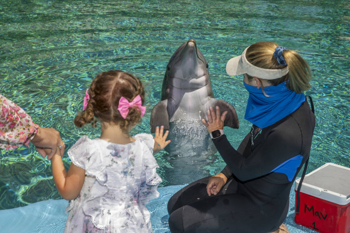 Sophie Santos, 3, left, waves goodbye to Maverick with Dolphin Care Specialist Jen Schwab, righ ...