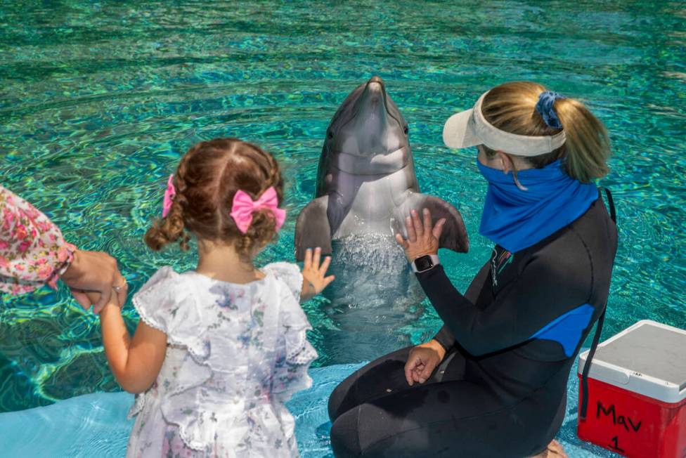 Sophie Santos, 3, left, waves goodbye to Maverick with Dolphin Care Specialist Jen Schwab, righ ...