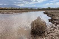 A tumbleweed is stuck in the mud along the Rio Grande in Albuquerque, N.M., in April 2022. (AP ...