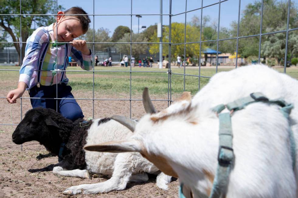 Eze Yancey, 5, pets a sheep during the Egg-Apalooza event at the Paradise Recreational Center o ...