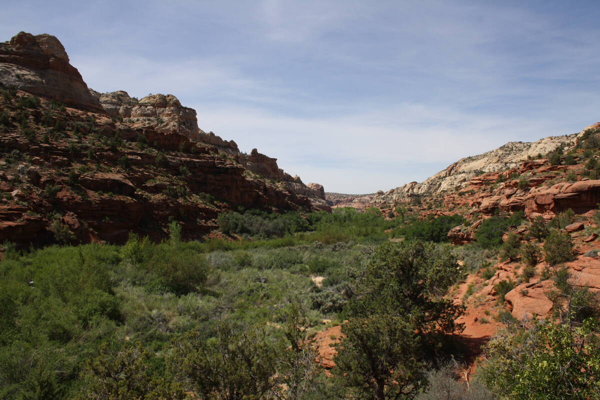 Calf Creek flows through this healthy riparian environment flanked by cliffs of Navajo sandston ...