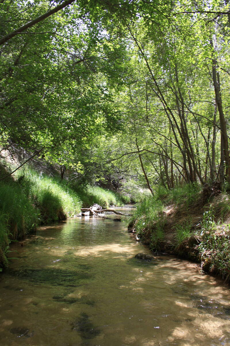 Calf Creek is a perennial stream which supports a wide variety of flora and fauna. (Deborah Wall)