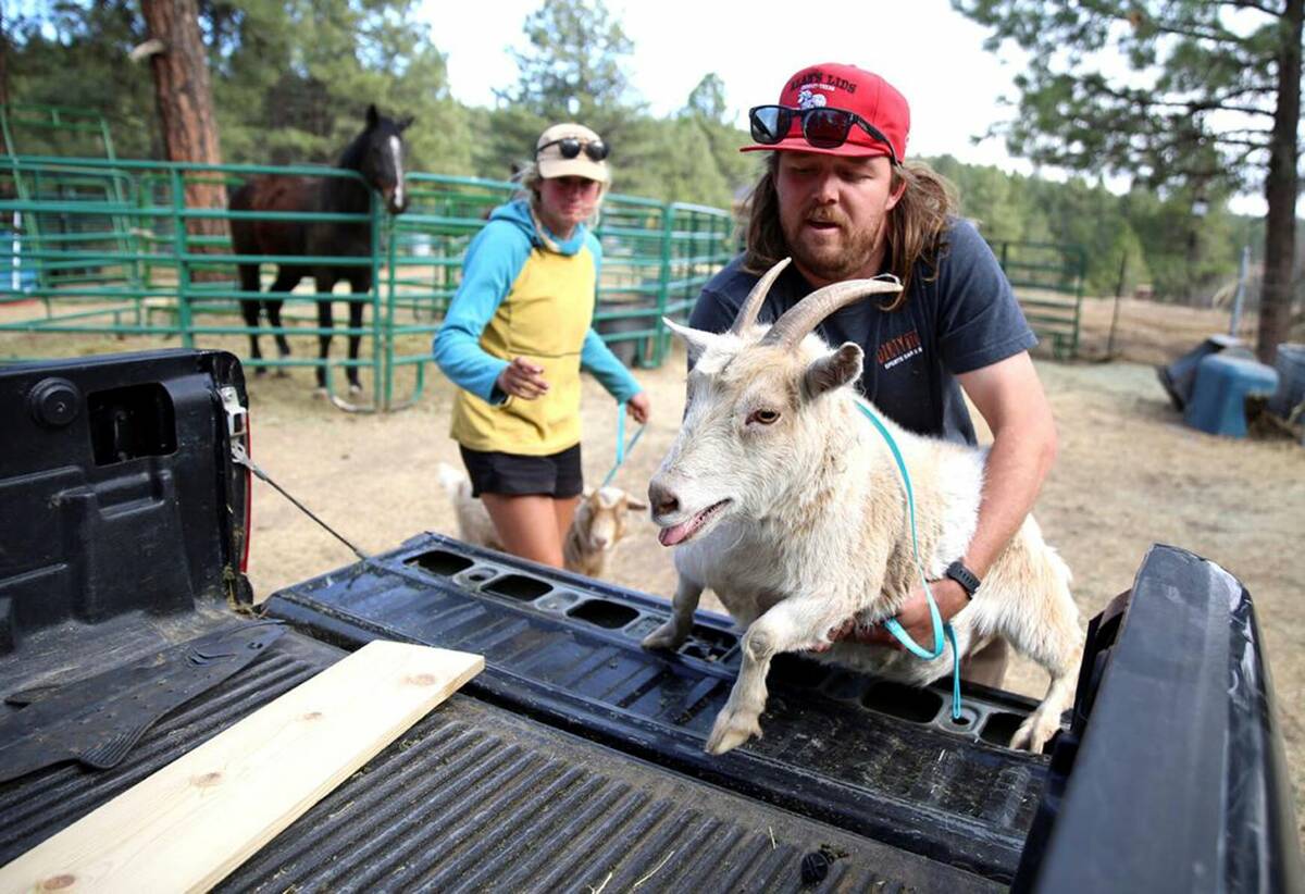 Davis Bedient lifts a goat into the bed of his pickup on Tuesday, April 19, 2022, in Flagstaff, ...