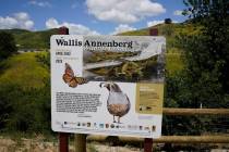 A sign shows an image of what the finished Wallis Annenberg Wildlife Crossing would look like d ...