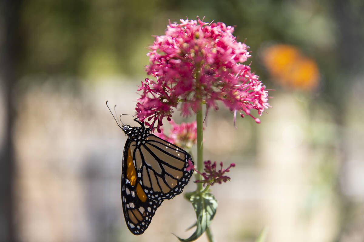 A butterfly inside of the butterfly habitat during an Earth Day celebration at Springs Preserve ...