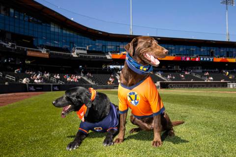 Las Vegas Aviators bat dogs Finn, left, and Lambo pose for a portrait before an ...