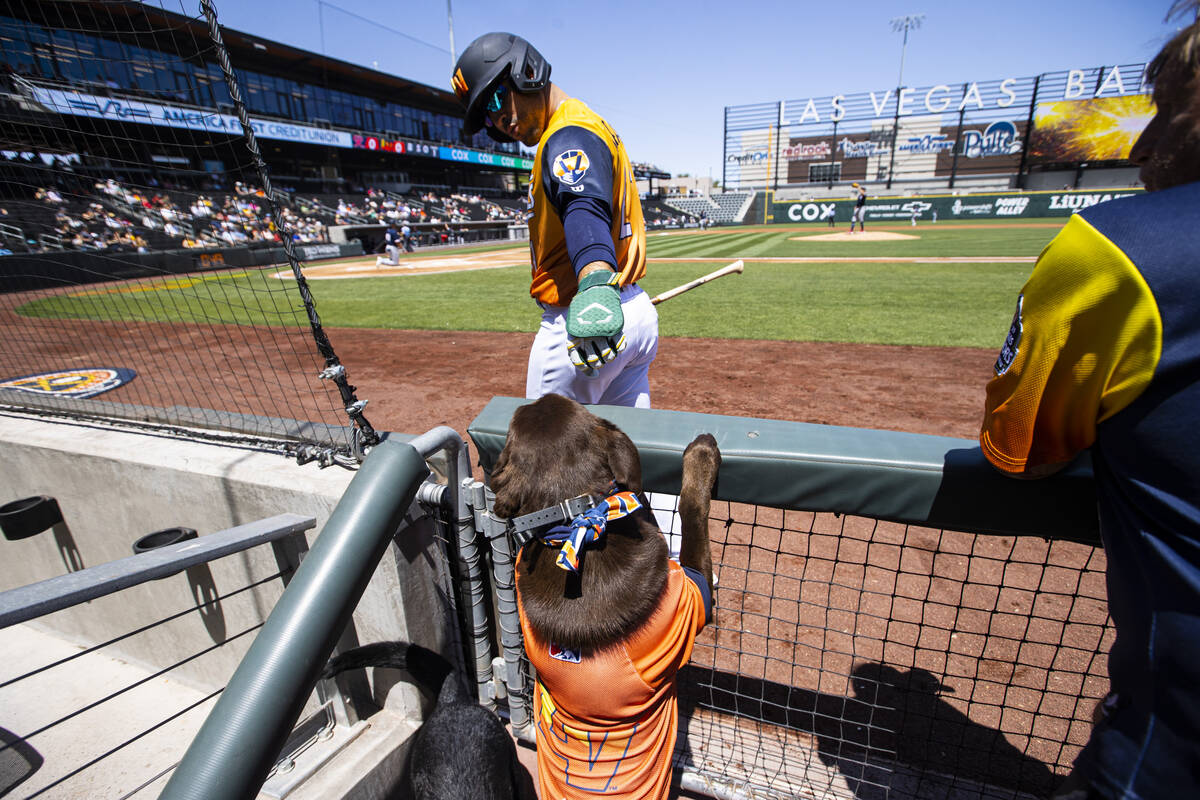 Las Vegas Aviators outfielder Ramon Laureano greets bat dog Lambo during a baseb ...