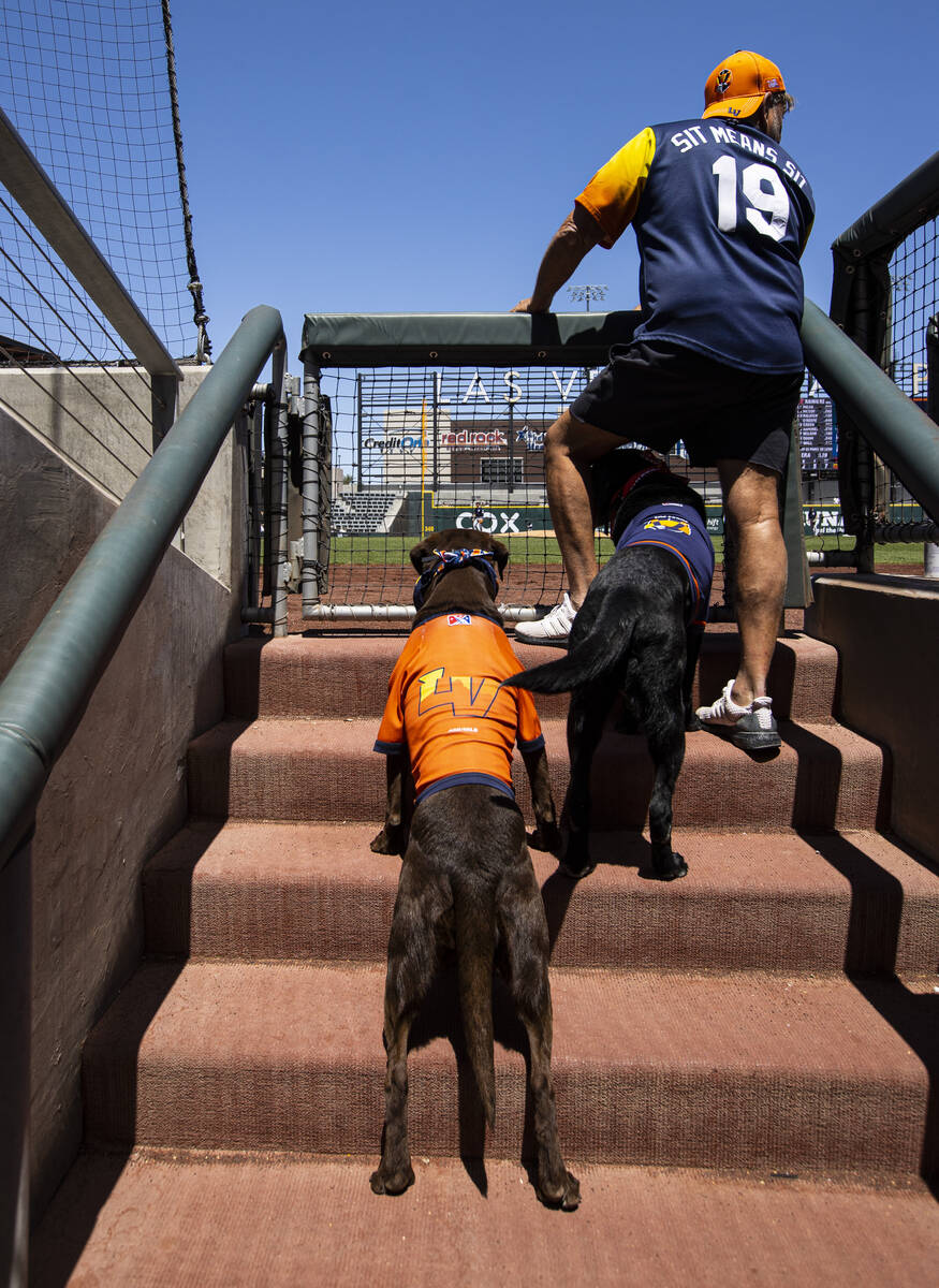 Las Vegas Aviators bat dogs Lambo, left, and Finn watch the action during a base ...