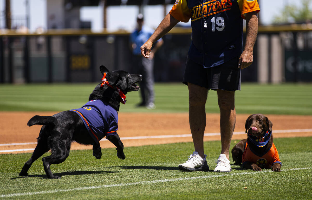 Fred Hassen, founder of Sit Means Sit dog training, works with Las Vegas Aviator ...