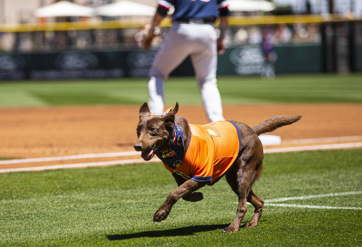 Las Vegas Aviators bat dog Lambo runs on the field during a baseball game agains ...