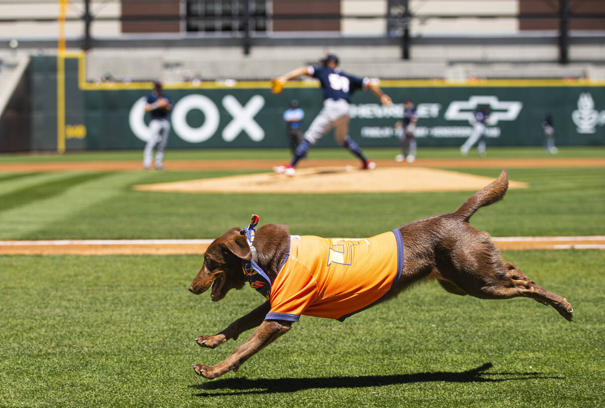 Las Vegas Aviators bat dogs Lambo runs on the field during a baseball game again ...