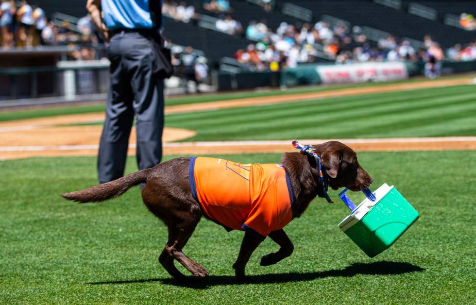 Las Vegas Aviators bat dog Lambo retrieves a lunch box on the field during a bas ...