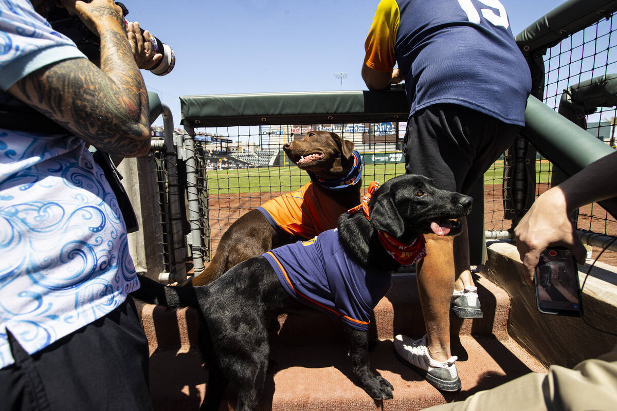Las Vegas Aviators bat dogs Lambo, left, and Finn wait for the action during a b ...