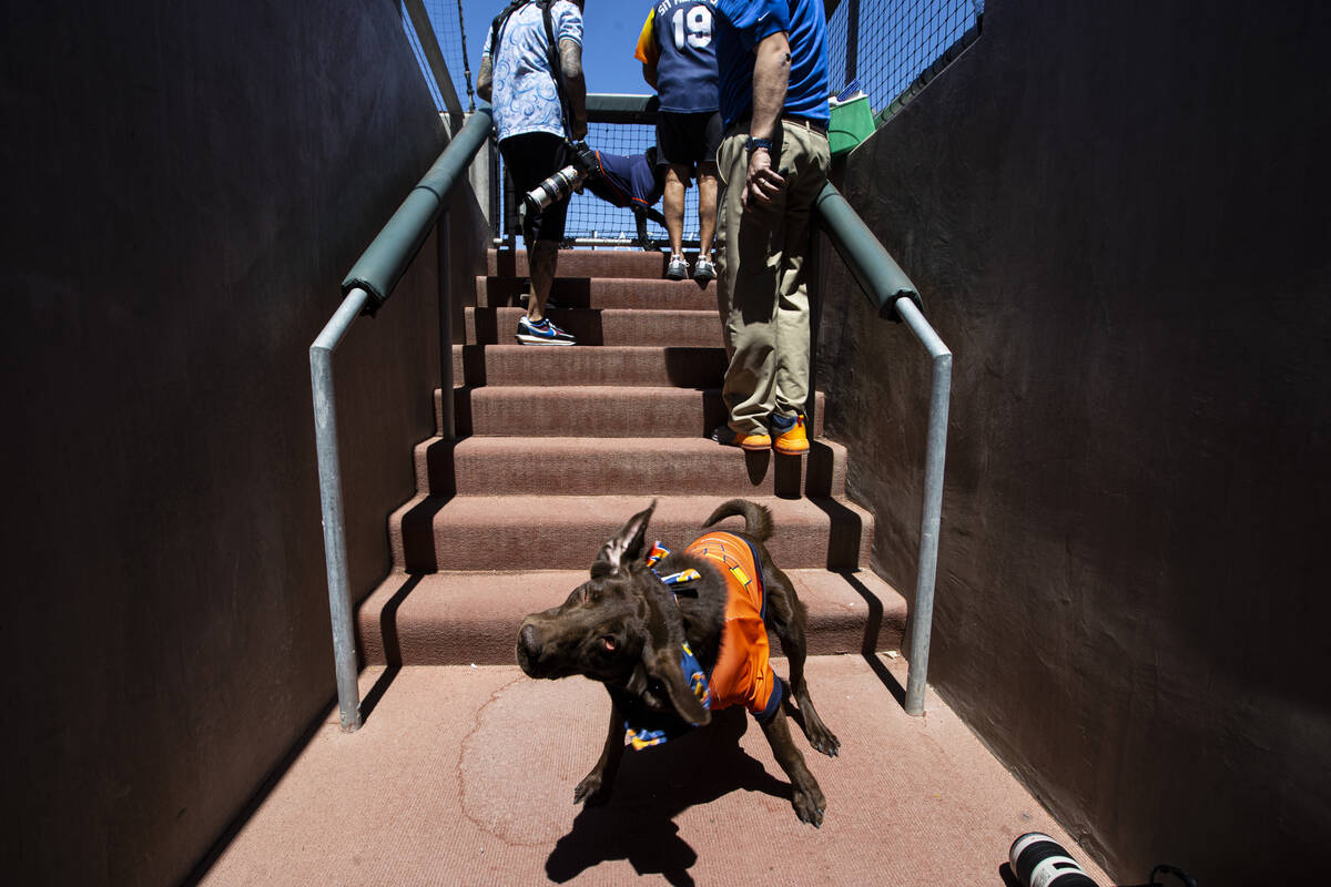 Las Vegas Aviators bat dogs Lambo shakes off during a break in a baseball game a ...