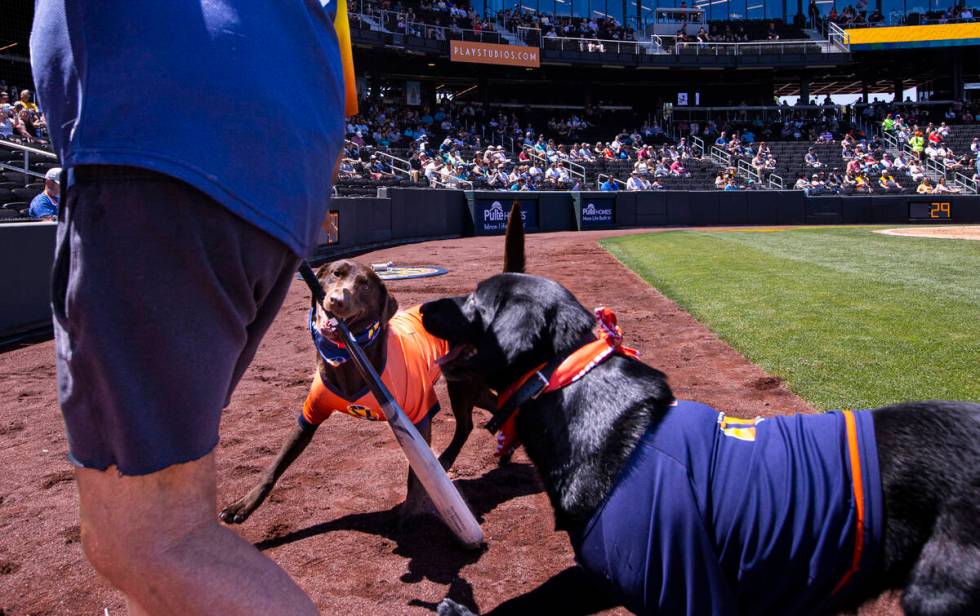 Las Vegas Aviators bat dog Lambo retrieves a baseball bat with Fred Hassen, ...