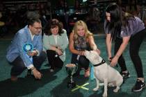 Brixton, a 5-year-old pit bull won the Best in Show title Sunday, May 1, 2022, at The Animal Fo ...