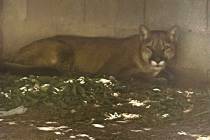A mountain lion was spotted in 6200 block of Fairbanks Road, near Jones Boulevard and West Flam ...