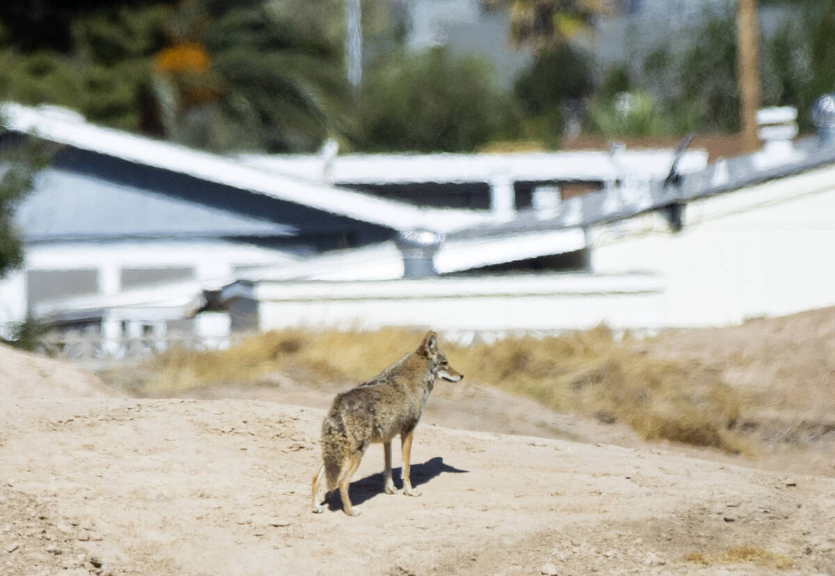 A coyote is seen on Monday, May 9, 2022 at the former Royal Links golf course where Touchstone ...