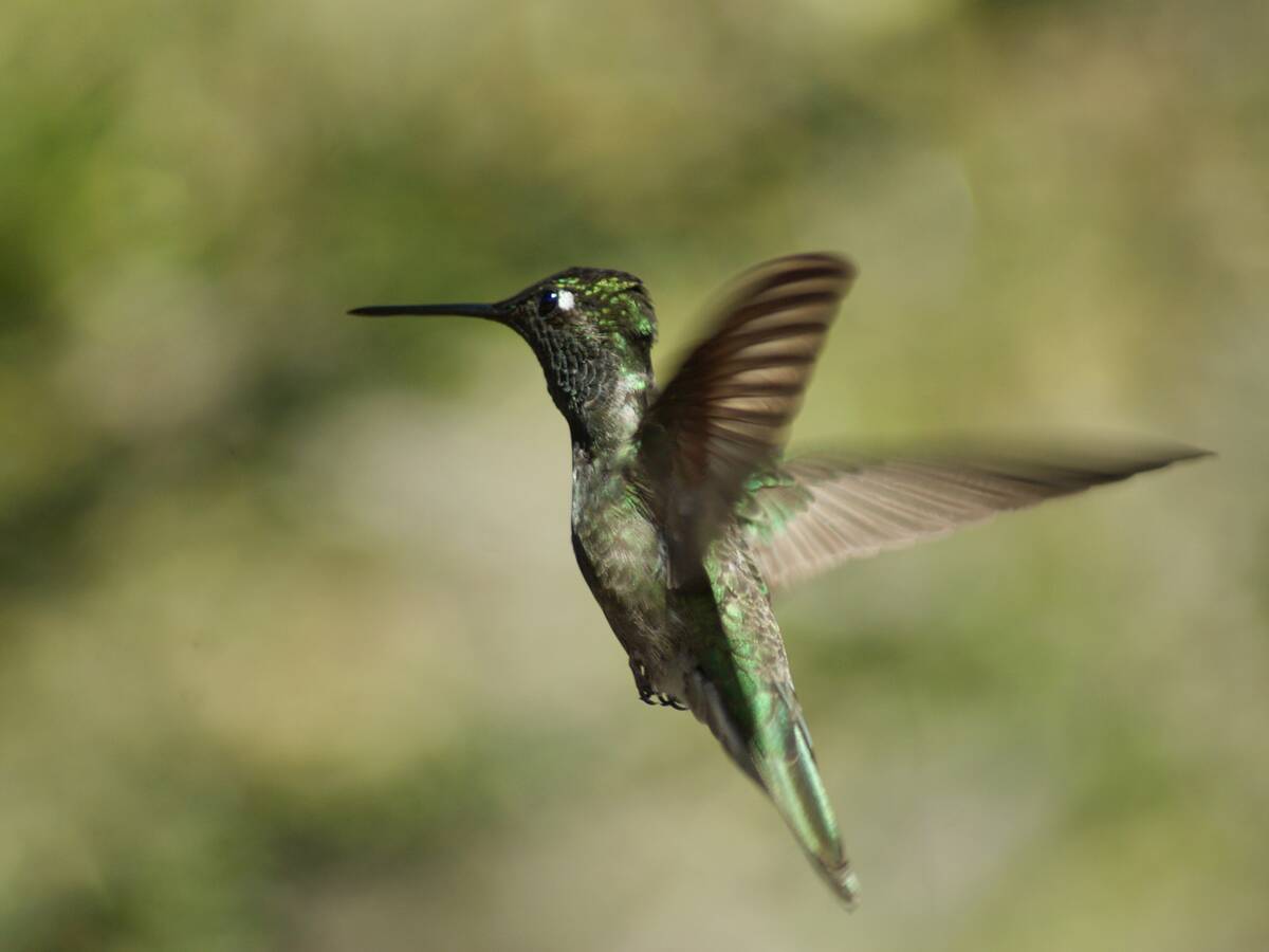 A female Rivoli's hummingbird in flight at Santa Rita Lodge in Madera Canyon. (Natalie Burt)