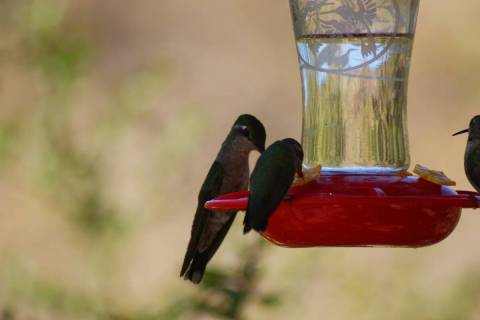 The Rivoli's hummingbird stands out because of her larger size at the hummingbird feeders of Sa ...