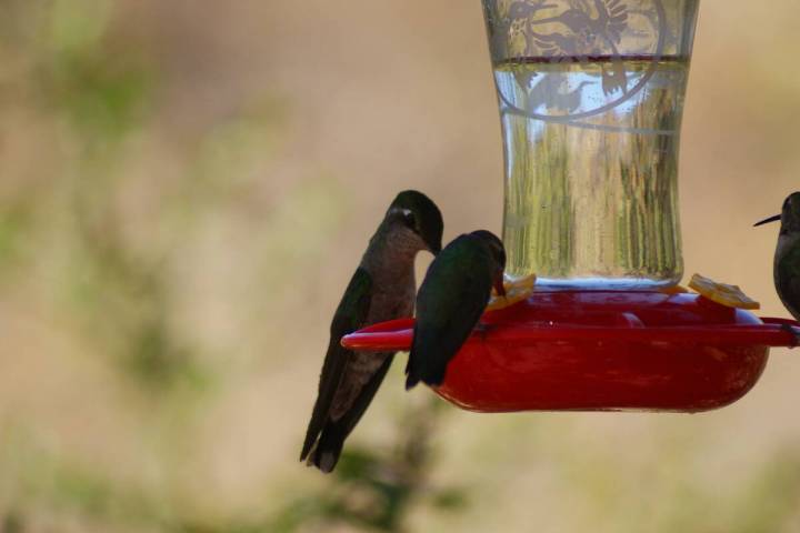 The Rivoli's hummingbird stands out because of her larger size at the hummingbird feeders of Sa ...