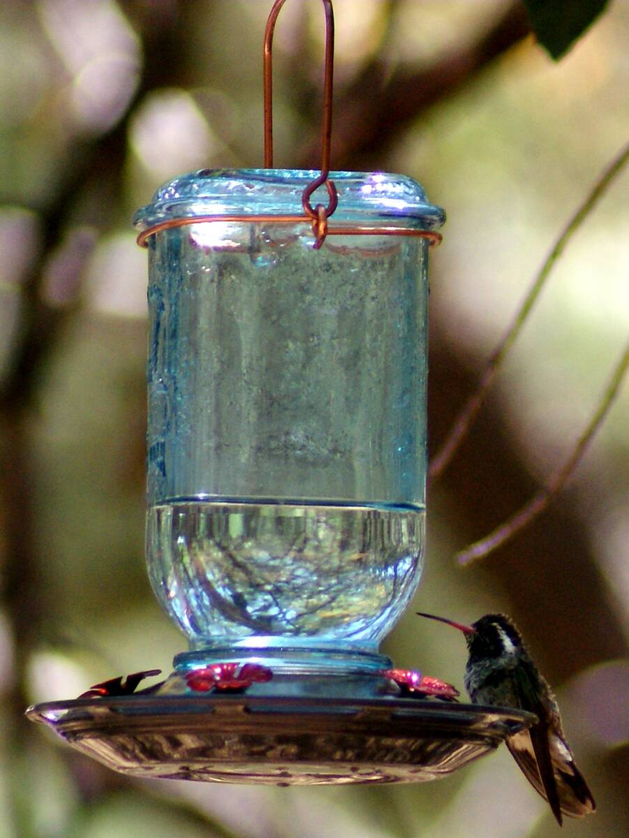 A rare white-eared hummingbird was on the wish lists of many April visitors to Ramsey Canyon Ca ...