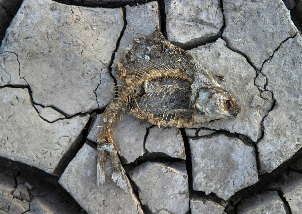 A dead fish decomposes on the dried earth left behind as the waterline continues to recede abou ...