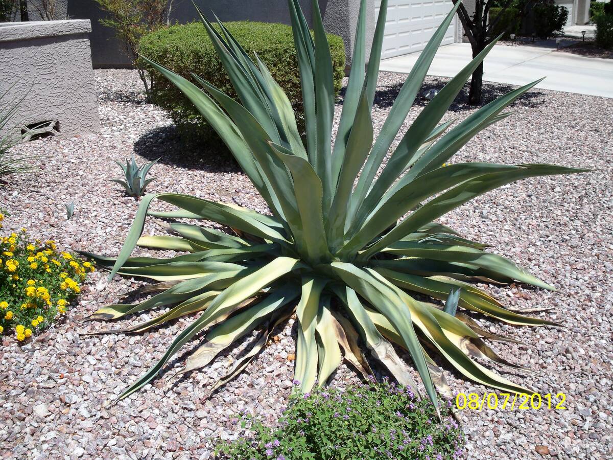 Agave weevils favor the larger leaves of the American agave, but other agaves, even some yucca, ...