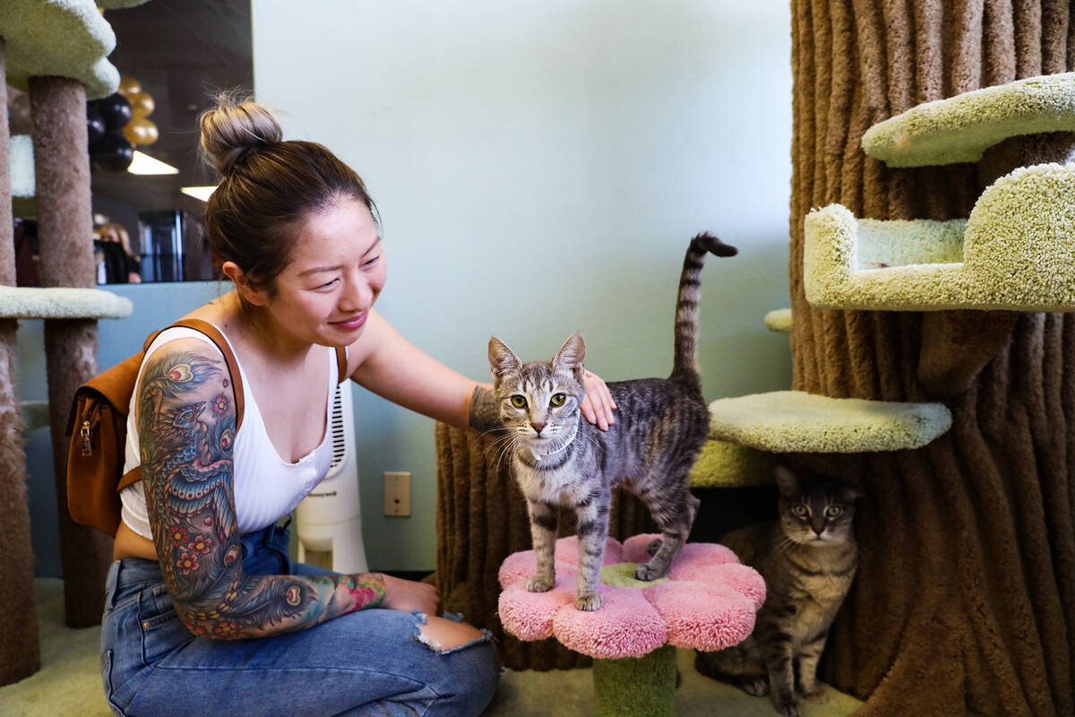 Yvonne Tran pets a cat at the Cat Cafe at Hearts Alive Village, a pet adoption center, in Las V ...